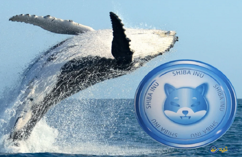 خرید 20 تریلیونی نهنگ شیبا (SHIB)؛ شیبا در رابین‌هود لیست می‌شود؟
